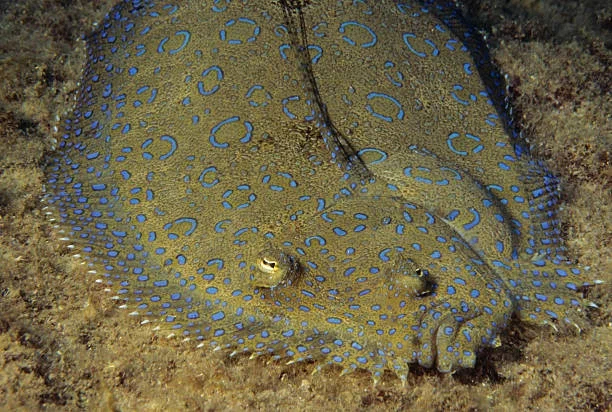 Flounder Peacock: A chameleon fish that has texture bugs. Colors don't fit properly and the fish seems broken - Plaice, Animal book, Yandex Zen, Marine life, Longpost