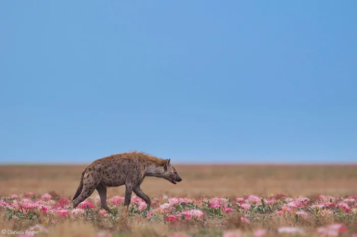 Spring came - Hyena, Spotted Hyena, Predatory animals, Wild animals, wildlife, National park, Africa, The photo, Flowers, Plain