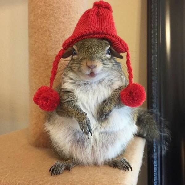 Squirrel-cute - Squirrel, Little Red Riding Hood, Handsome, Milota, The photo
