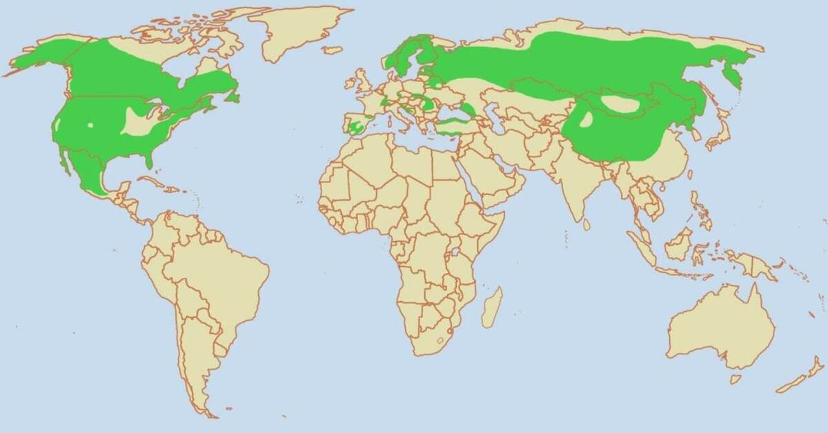 В какой стране обитает. Рысь ареал обитания в России. Ареал обитания рыси на карте мира. Обыкновенная Рысь ареал обитания. Ареал обитания рыси в России на карте.