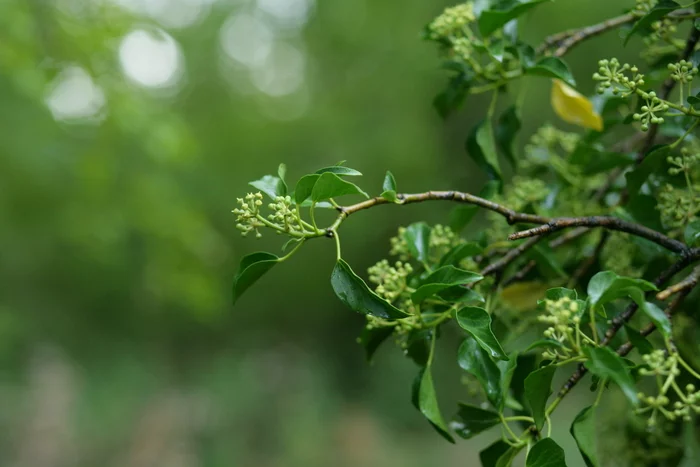 Go into the woods, not that's all... - My, Nature, Flowers, Plants, beauty, Macro photography, The nature of Russia, beauty of nature, Gurzuf, Crimea, Joy, The sun, Longpost