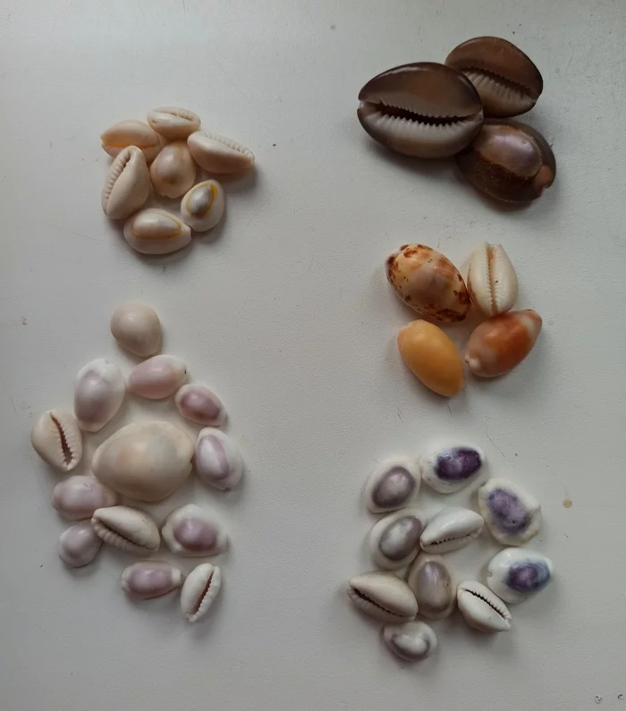 It's time to remember a really reliable currency - My, Kauri, Seashells, Money, Currency, Humor