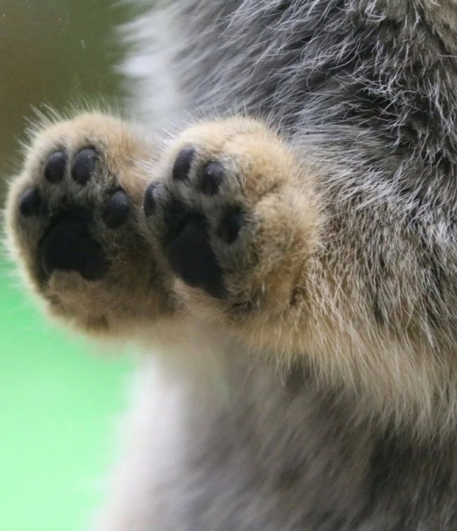 Only the legs of the manul are cuter than the manul - Pallas' cat, Wild animals, Zoo, Paws, Longpost, Small cats, Cat family, Predatory animals, Fluffy