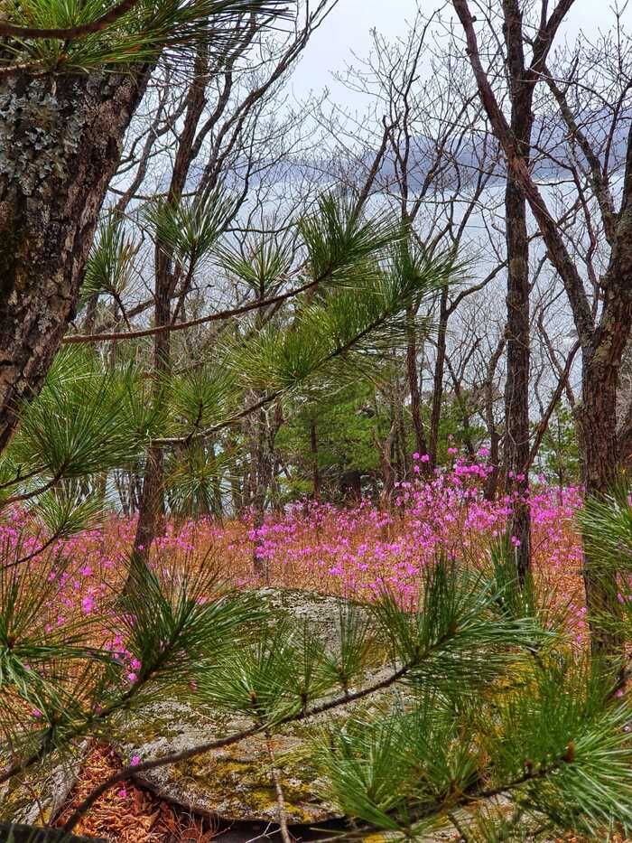 Primorsky Krai, Cape Laplace - My, Primorsky Krai, Дальний Восток, Sea, Rhododendron, Travels, The rocks, Longpost, beauty of nature