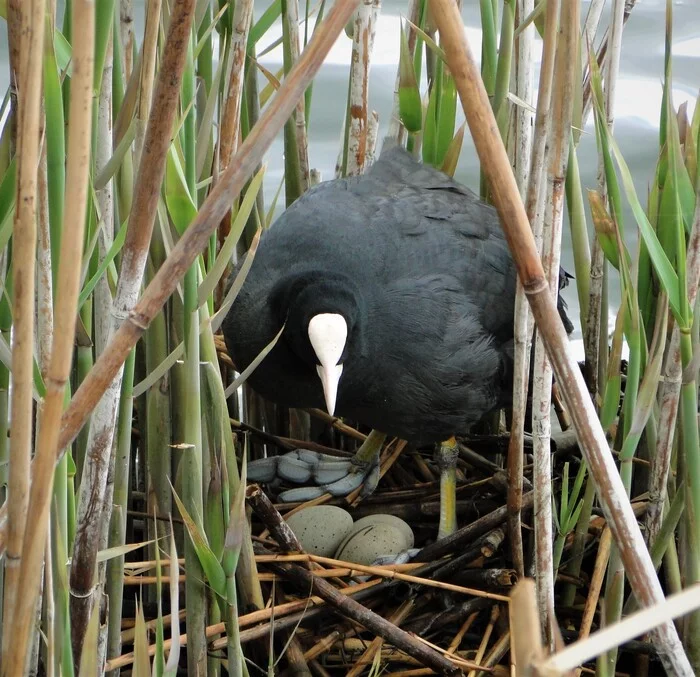 Coot - My, Birds, The photo, Spring, beauty of nature, Coot, Ornithology, Eggs, Nest