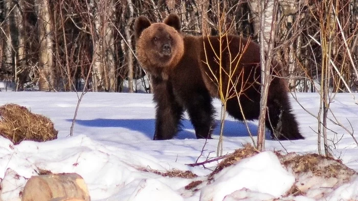 A smiling bear from the forest posed with pleasure for a photographer - The Bears, Wild animals, Spring, Vologodskaya Oblast, Meeting, Interesting, Brown bears, The photo