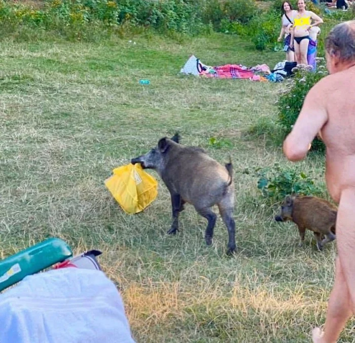 If your party isn't like this one, don't even dare call me - What's happening?, Погоня, Pig, Camping, Longpost