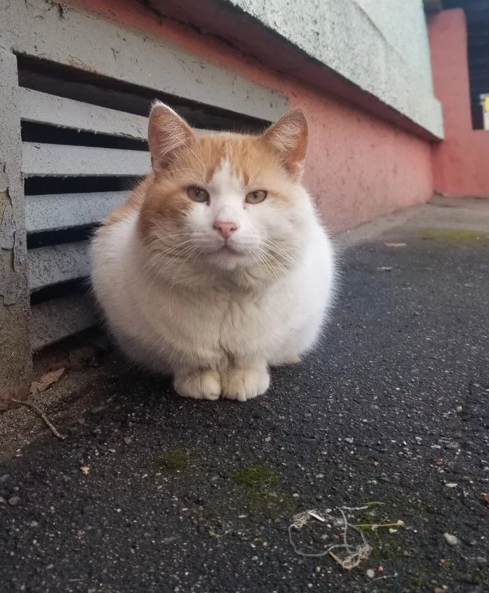 Cat Pirozhochok remained on the street after his owner, a pensioner, died. He really needs a home. Minsk - My, cat, In good hands, No rating, The strength of the Peekaboo, Animal Rescue, Vertical video, Video, Longpost, Minsk, Republic of Belarus