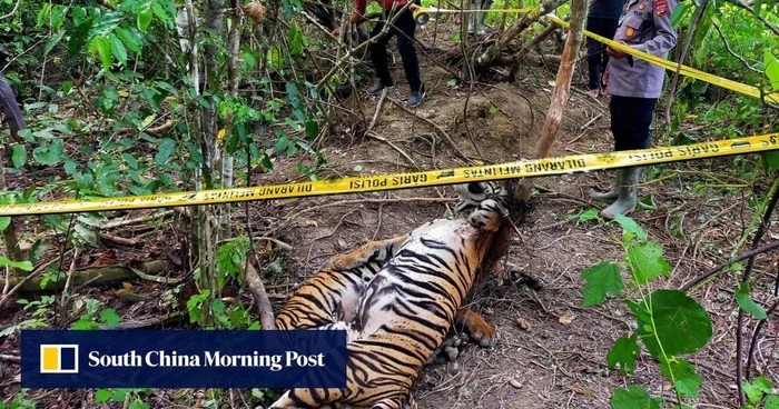 Bad news from Indonesia - Sumatran tiger, Sumatra, Indonesia, Southeast Asia, Island, Indian Ocean, Negative, Rare view, Red Book, Killing an animal, Wild animals, Tiger, Big cats, Predatory animals, Cat family