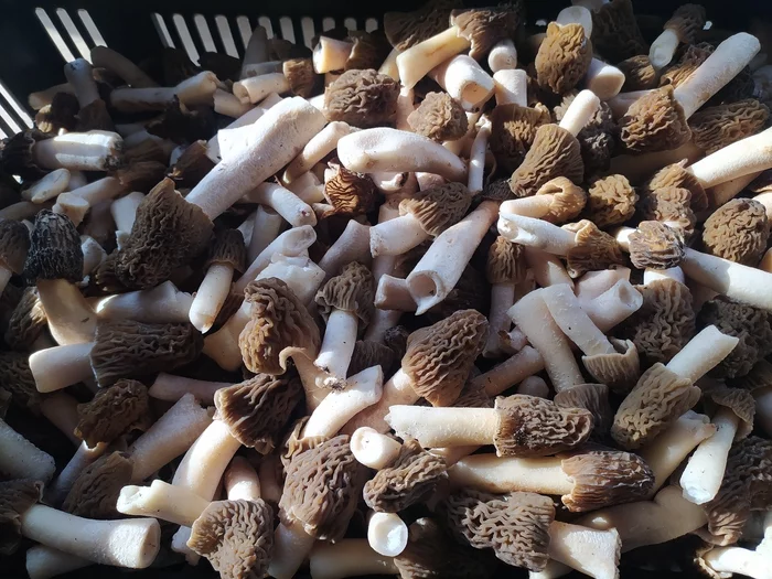 First harvest - My, Mushrooms, Morels, Spring, Harvest, Silent hunt