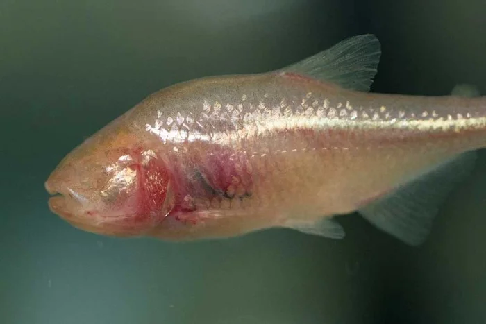 Mexican tetra: This fish has traded the sun's lakes for dark caves. She became transparent and her eyes overgrown. - Tetra, A fish, Animal book, Yandex Zen, Longpost