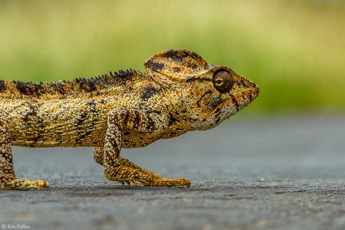 Гигантский хамелеон (Furcifer oustaleti) - Хамелеон, Пресмыкающиеся, Дикие животные, Дикая природа, Мадагаскар, Фотография, Эндемик