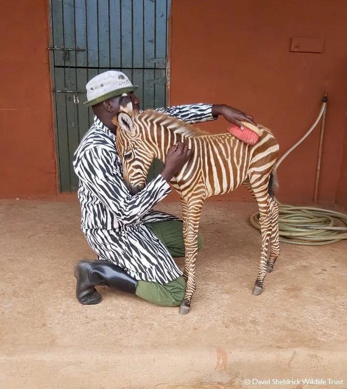 Striped Nanny - zebra, Foal, Animal Rescue, Milota, Africa, Rehabilitation centers, Wild animals, Ungulates, Vertical video, Video, Youtube, Longpost