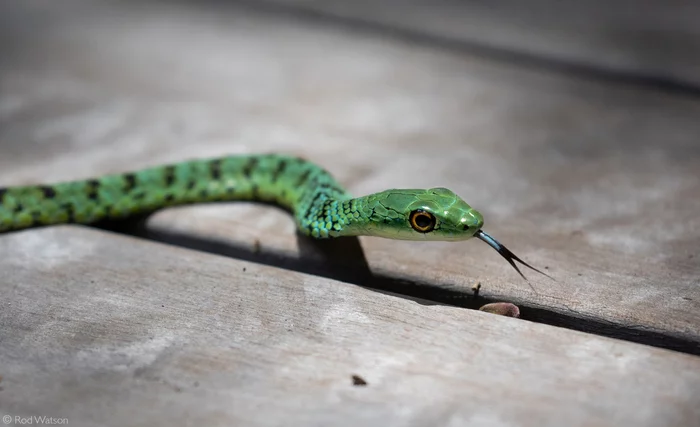 Shrub green (Philothamnus semivariegatus) - Already, Snake, Reptiles, Wild animals, wildlife, Reserves and sanctuaries, South Africa, The photo