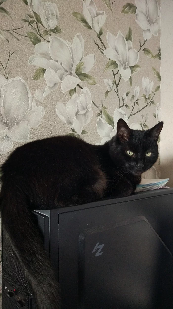 Not a programmer, but ... - My, Black cat, Milota, System unit, Sight, Zalman, cat