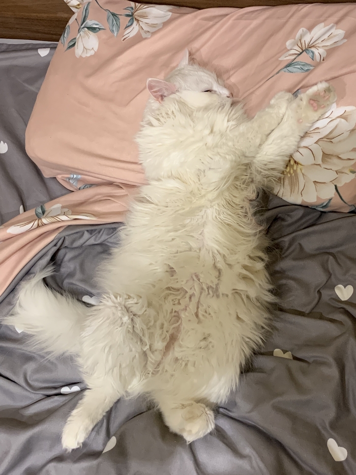 Классика первого поста. Моя кошка!