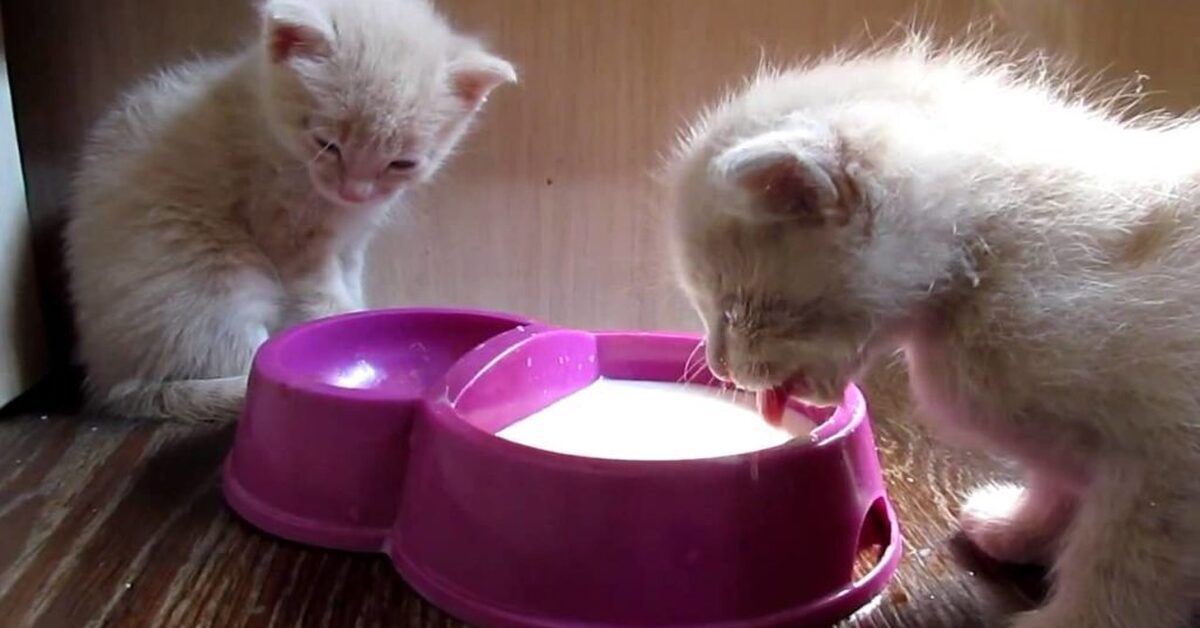 Можно ли котятам воду. Котенок пьет молоко. Миски для котят. Котенок лакает молоко. Котенок пьет молочко.