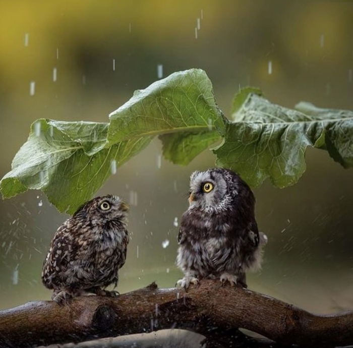 ��� ������