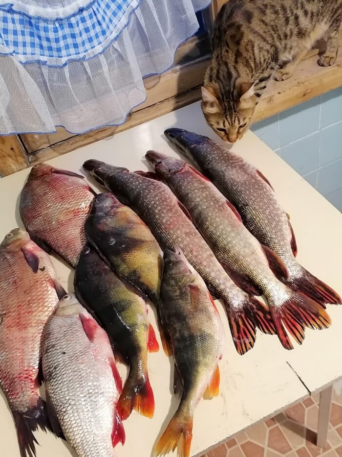 ����� ����������. ��������