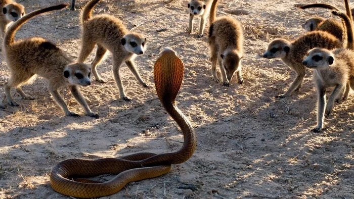 Ready for battle! - The photo, Wild animals, Meerkat, Cobras, Snake, Reptiles, Predatory animals