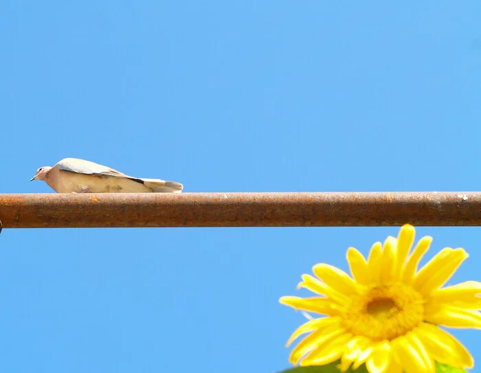 Bird and sunflower - My, The photo, Olympus, Nature, beauty of nature