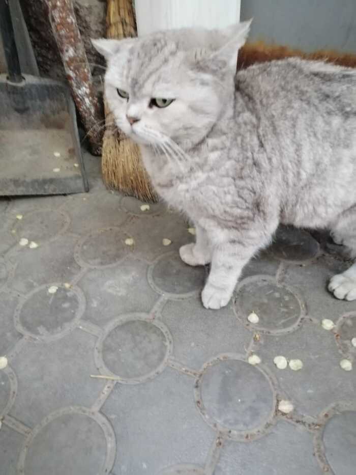 Looking for a cat's home. Almaty - Pets, cat, In good hands, Almaty, Helping animals, No rating, Longpost