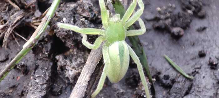 Female micromata greenish - Spider, Macro photography, Mobile photography, Biology