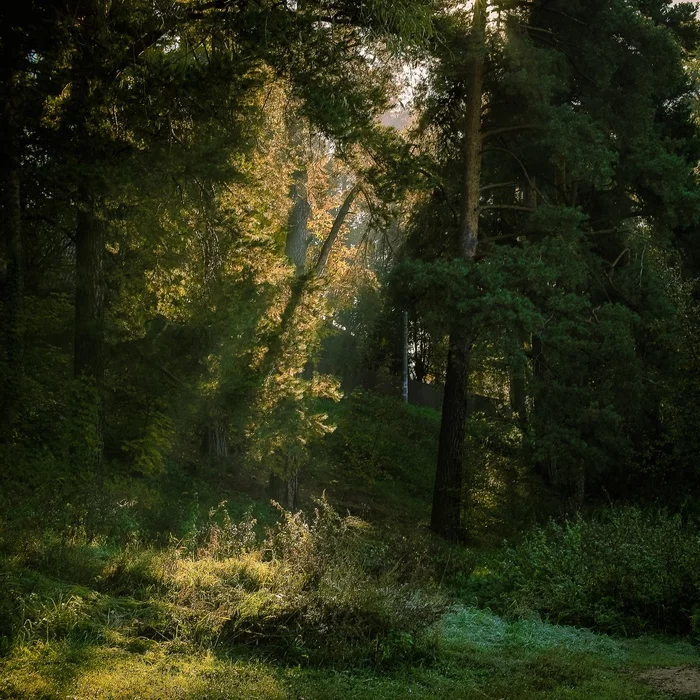 Forest - My, The photo, The nature of Russia, Landscape, Forest, Tree, Green trees, Light