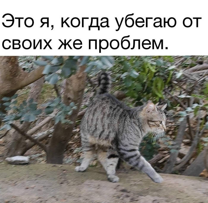 Не правда ли жиза?