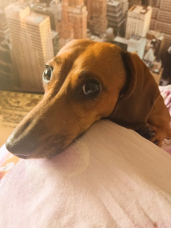 These eyes are the opposite))) - Dachshund, Dog, Eyes, Sight