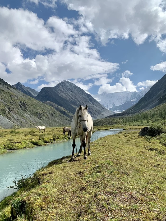 As a memento of Altai - My, Altai Republic, Akkem, Beluga whales, Altai region, Longpost, The photo