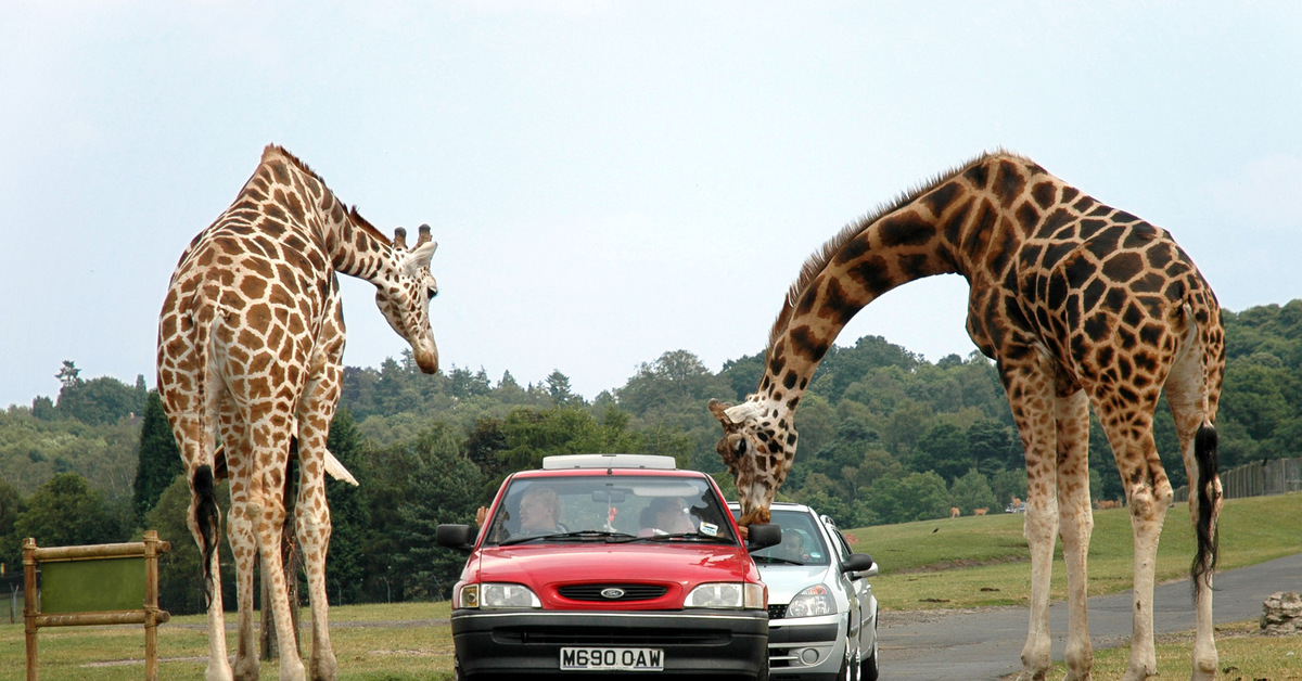 Самый большой жираф. West Midland Safari Park. Жираф и человек. Жирафы фото. Жираф в машине.