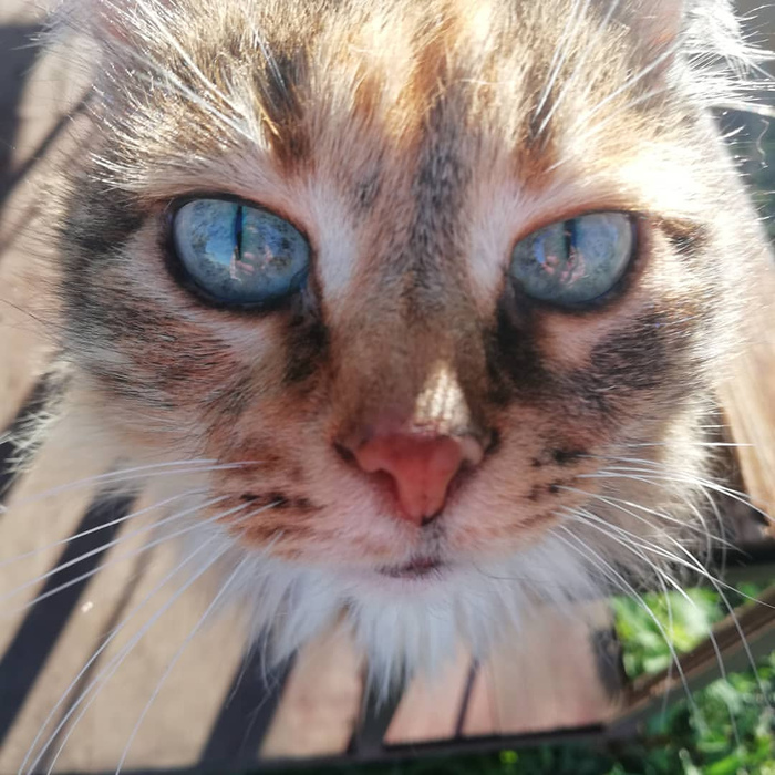 ��� ����� ��������