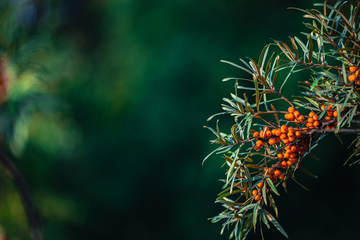 Кусочек облепихи