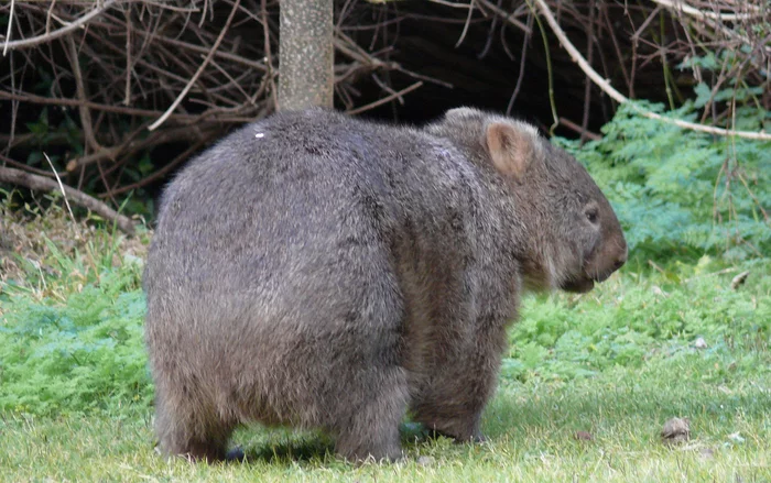 It's time to discuss wombat's ass. - Wombats, Animals, Wild World, Booty, Nauchpop, Milota, Video, Youtube, Longpost