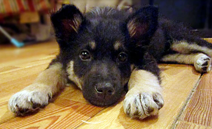 The dog grew, grew and grew - My, Dog, It Was-It Was, Dog days, Longpost