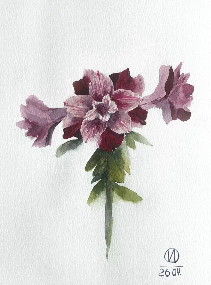 Adenium watercolor - My, Watercolor, Drawing, Flowers, Beginner artist