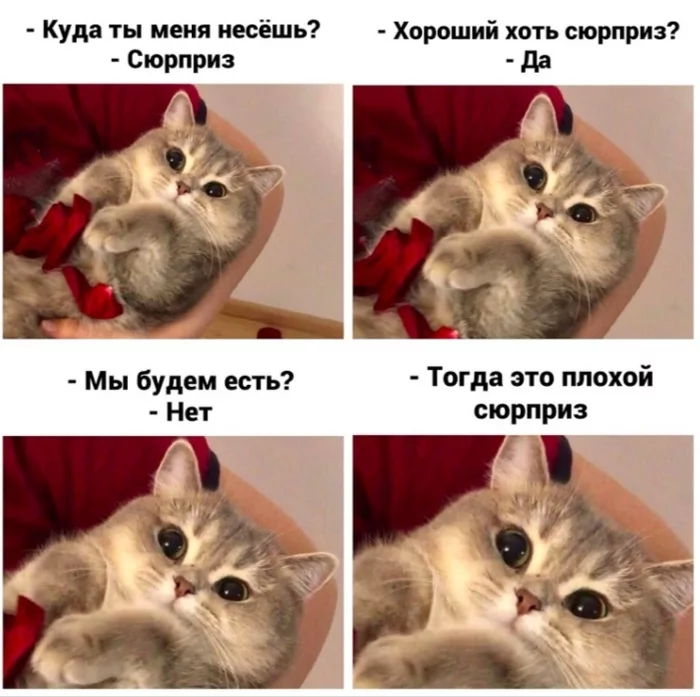 What's wrong with a cat? - cat, Dog, Why?, Picture with text