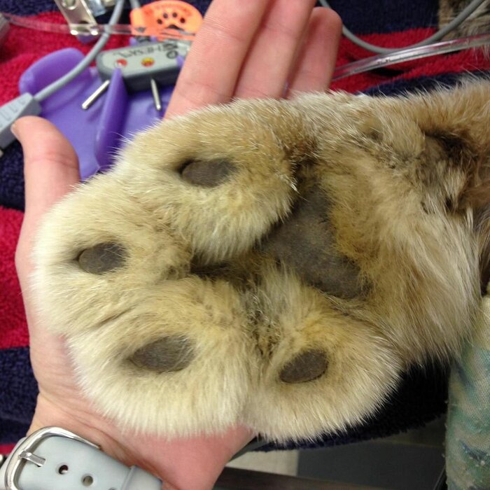 Рысьи снегоступы