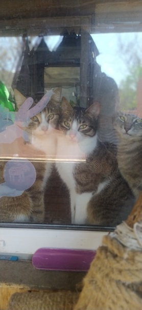 ����� �� ���� �������� ����, �� ...