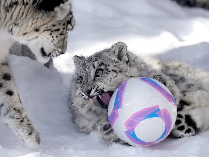 Bullshit! My fuck! - Snow Leopard, Big cats, Cat family, Milota, Fluffy, Wild animals, Predatory animals, Zoo, Japan, Barsik, Longpost, Ball, Toys for animals, The photo