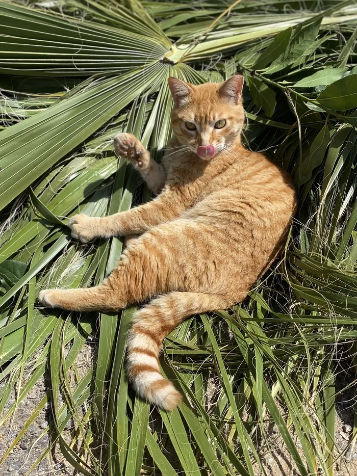 Котовеличество в свежих пальмовых листьях - Моё, Кот, Рыжие, Милота