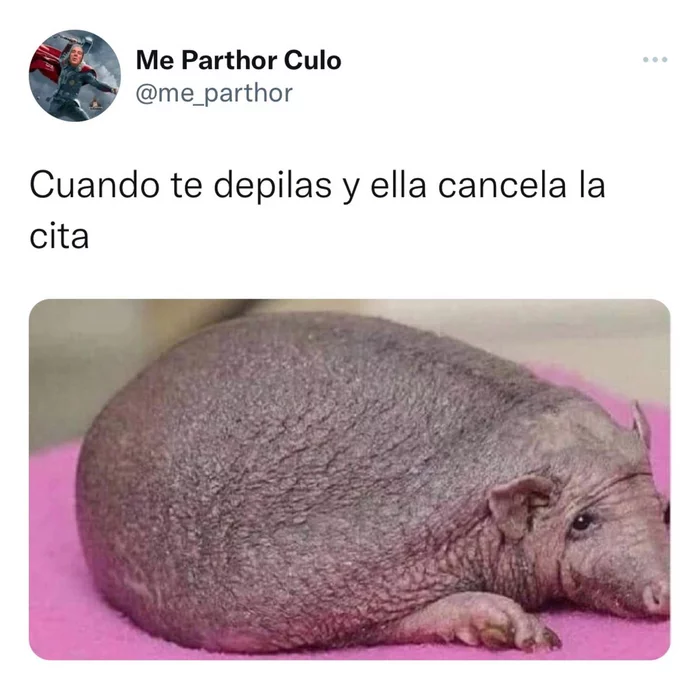 When you shave and she cancels the date - Hedgehog, Hair, Bald, Shaving, Intimate depilation, Humor, Date, Meeting, Men and women, Relationship, Penis, Spanish language, Translation, Picture with text