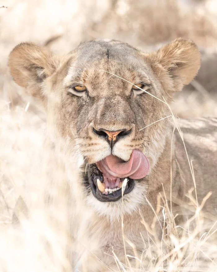 Photo shoot before lunch - Rare view, Lioness, a lion, Big cats, Cat family, Predatory animals, Wild animals, wildlife, Reserves and sanctuaries, South Africa, The photo, King of beasts