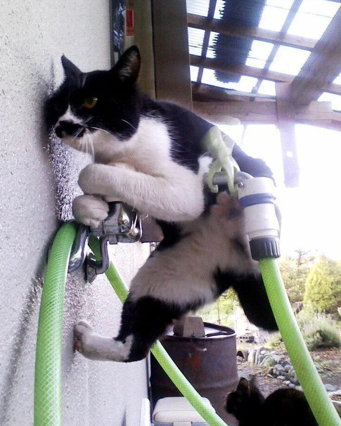 Пушистая бригада) Кот, Юмор, Длиннопост, Ремонт