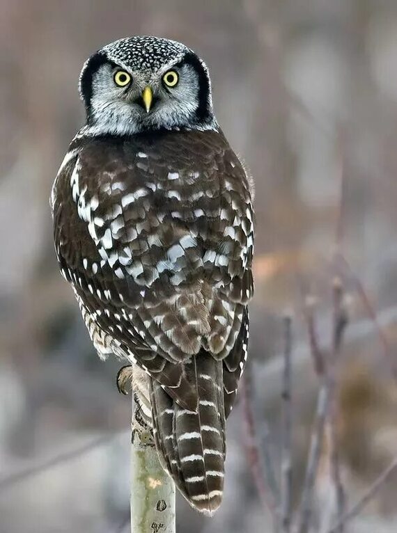 Owls can do this. And you don't. - Wild animals, The photo, Owl, Information, Longpost