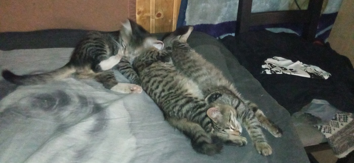 Грустный пост. Очень грустный Истории из жизни, Соседи, Кот, Котята