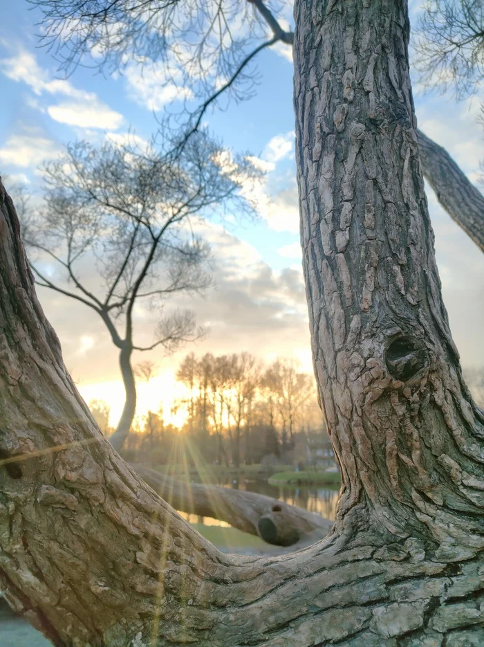 Just an evening in St. Petersburg - My, Saint Petersburg, Nature, The park