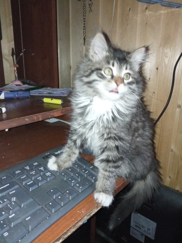 Грустный пост. Очень грустный Истории из жизни, Соседи, Кот, Котята