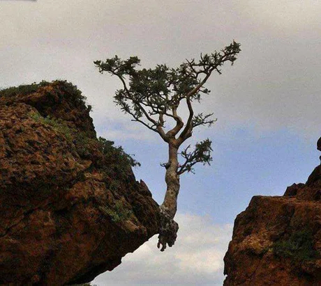 When you say that life is hard for you - Tree, Thirst to live, Survival, Fight for survival